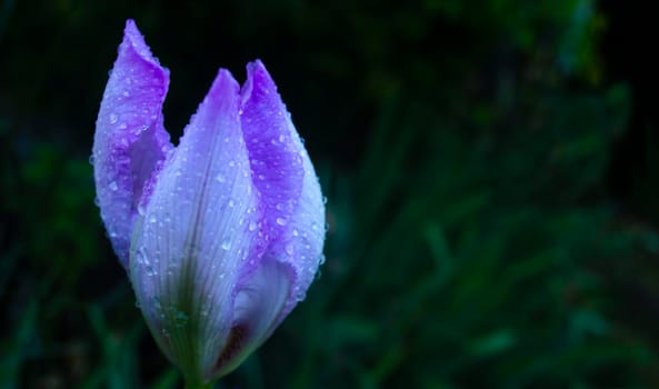 macro shot of a flower iris with water drops, Flowering irises with drops of water after rain, background, blue, nature, garden, green, plant, bloom, spring, white, purple, blooming, summer, flora, japanese, blossom, flowers, violet, color, beautiful, floral, petal botany beauty macro natural day colorful field fresh bright