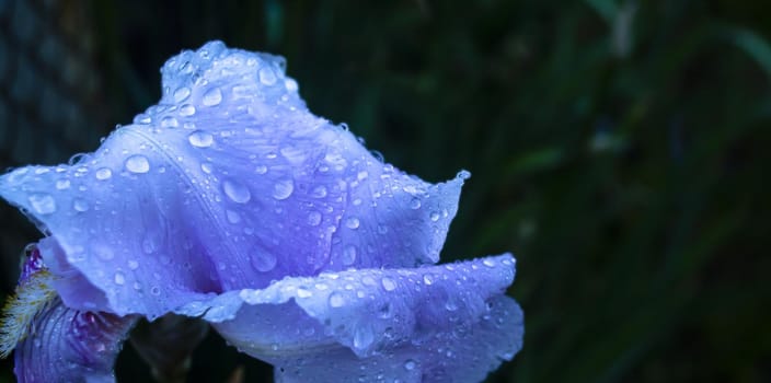 macro shot of a flower iris with water drops, Flowering irises with drops of water after rain, background, blue, nature, garden, green, plant, bloom, spring, white, purple, blooming, summer, flora, japanese, blossom, flowers, violet, color, beautiful, floral, petal botany beauty macro natural day colorful field fresh bright