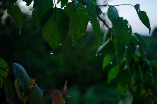 Raindrops on the leaves of a fruit tree. Branches of garden trees on a spring evening. Cozy atmosphere of a fresh garden. Young cones in the spring. Drops close-up.