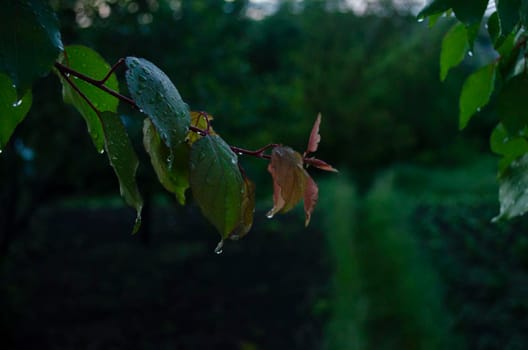 Raindrops on the leaves of a fruit tree. Branches of garden trees on a spring evening. Cozy atmosphere of a fresh garden. Young cones in the spring. Wet after the rain, with green leaves thickly and beautifully wraps around the fence in the yard