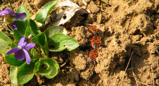 A firebug couple on a dry brown ground with flower. Pyrrhocoris apterus . Soldier bugs. Running around the flower