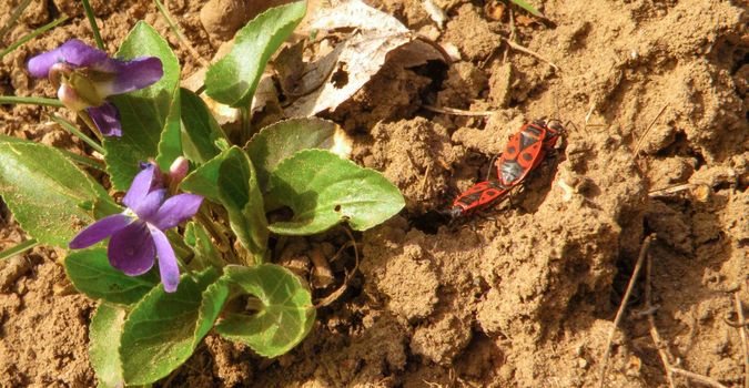A firebug couple on a dry brown ground with flower. Pyrrhocoris apterus . Soldier bugs. Running around the flower