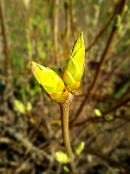 Close-up of twigs with leaf buds about to explode. Young nature wakes up in springtime with a bush branch full of buds and small leaves, nature concept. Nice spring greenery