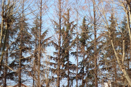 Trees with half empty branches in the park. Long trees with brown and green leaves