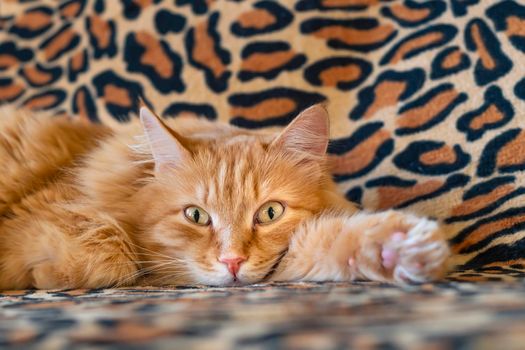 happy, relaxed red cat lies on the couch and watches what is happening in the room