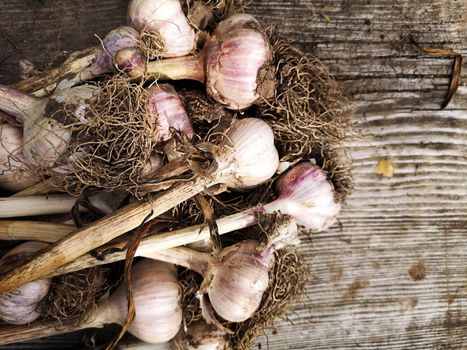 Freshly Picked Garlic Bulbs on a wooden and Dirt Background. organic farming concept.