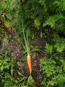 .Harvest. Carrot close up in the garden top view. Nature background