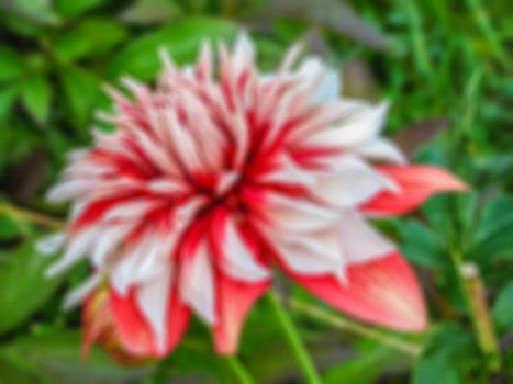 Creative theme of blooming flowers with a blurred background and bokeh elements for the background, screen saver or panel. Can be used for decoration purposes.