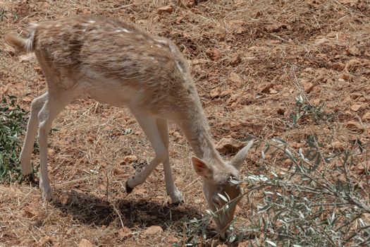A female deer feeds on stony ground, stock photo