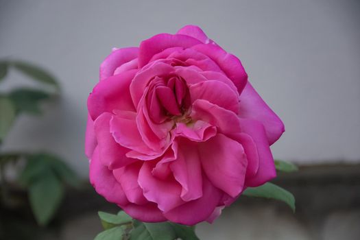 Rose. Rosebud close - up on a blurry background. Stock photo