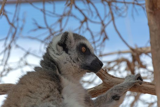 Animals. Lemur sitting on a branch of a dry tree. Close-up, blurry background. Stock photo