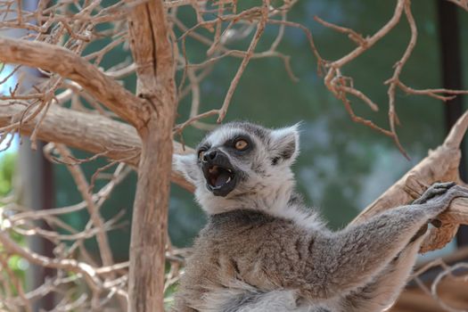 Animals. Lemur sitting on a branch of a dry tree. Close-up, blurry background. Stock photo