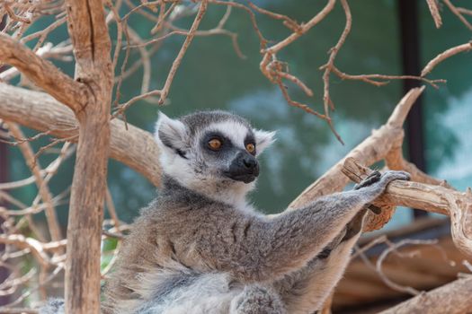 Animals. Lemur sitting on a branch of a dry tree. Close-up, blurry background. Stock photo