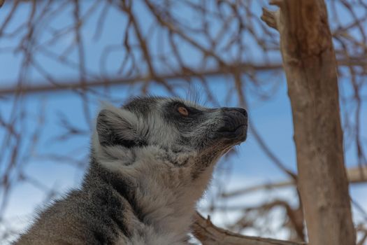 Animals. Lemur close - up on a blurry background. Stock photo
