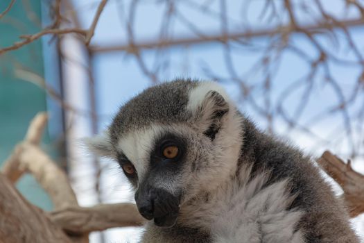 Animals. Lemur close - up on a blurry background. Stock photo