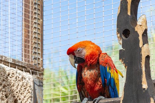 Animals. A parrot with colorful coloring sits on a perch. Close-up, blurry background. Stock photo