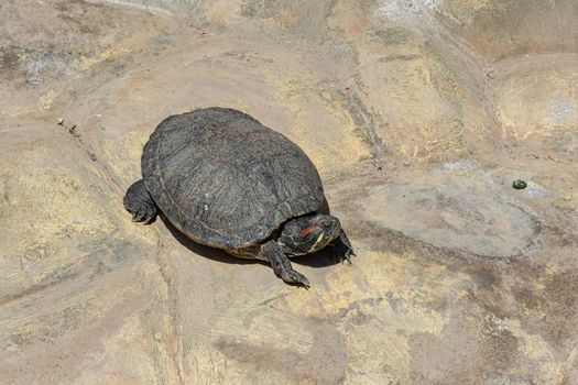 Animals. A water turtle basks in the sun on a rocky beach. Stock photo