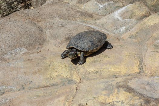 Animals. A water turtle basks in the sun on a rocky beach. Stock pho