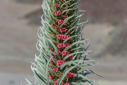 Bruise Of Wildpeeta. An exotic plant in the foothills of the Teide volcano. Stock photo. Blurry background, close-up