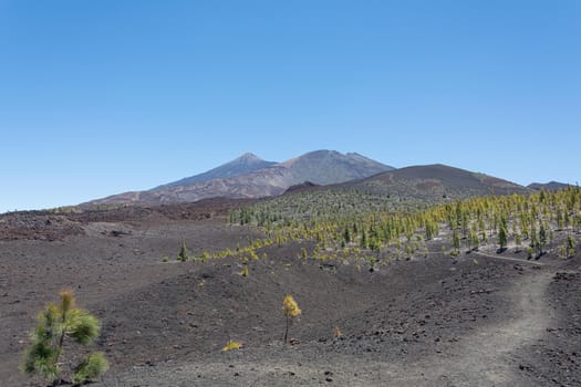 Mountain landscape. Rare vegetation in the vicinity of the Teide volcano (Tenerife, Spain). Stock photo