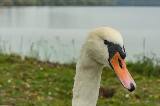 Animal world. Swan head close-up on the background of the shoreline of the reservoir. Blurry background. Stock photography