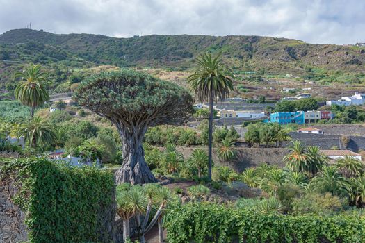 Dragon tree. Green landscape with mountains in the background. Stock photo