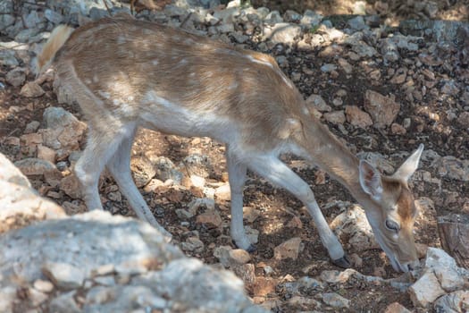 Wildlife. Wildlife. Deer feed on stony ground. Stock photography