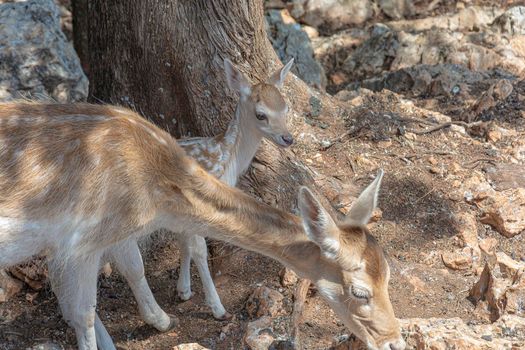 A small fawn near the mother deer. Stock photography