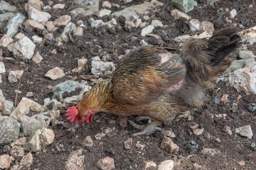 Wildlife. The chicken pecks for food on rocky soil. Stock photography