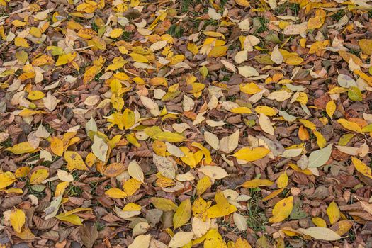 Yellow leaves lay like a carpet on the green grass. Stock photo