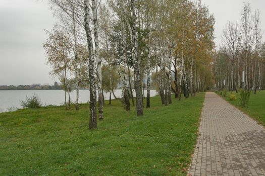 Autumn landscape. Alley with birch trees on the banks of the river. Stock photo