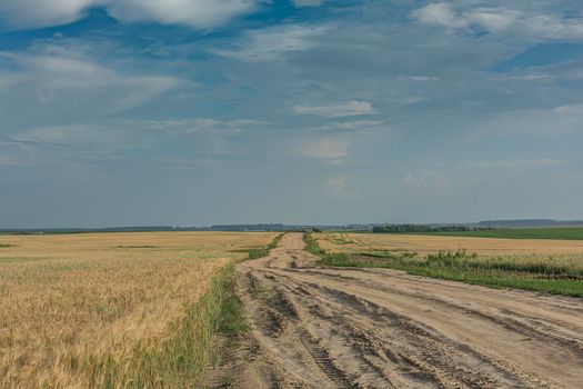 Landscape. The dirt road in the field disappears over the horizon. Stock photo.