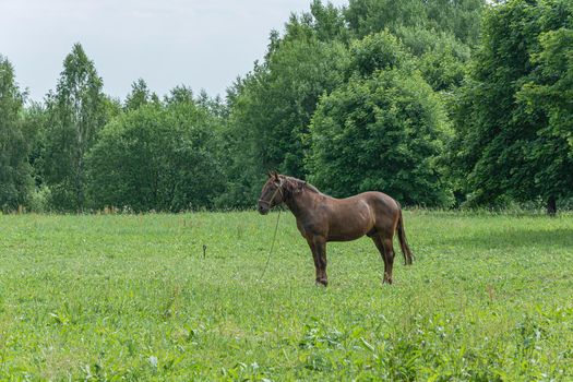 Wildlife. Horse on a leash near the forest on the grass. Stock photo