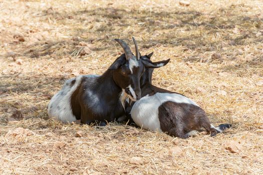 Two goats lie on the yellow grass. Color stock photo