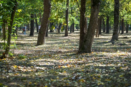 Krasnodar, Russia. Trees in autumn Park with people walking on blurred background
