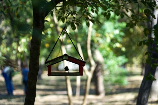 Bird feeder on a tree with a bird placed in the city Park among the trees on blurred natural background with silhouettes of people.