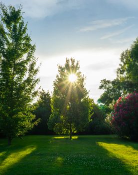Natural background with a green lawn surrounded by trees and oleanders.