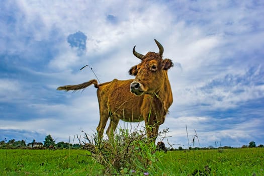 Red cow on the background of a green field and cloudy sky.