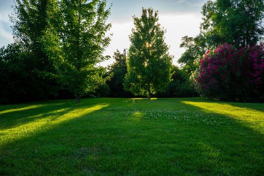 Natural background with a green lawn surrounded by trees and oleanders.