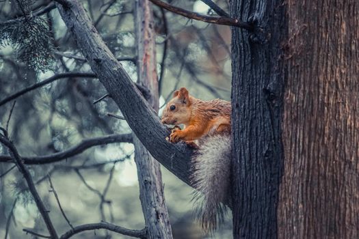 Red squirrel on a grey background is eating a walnut.