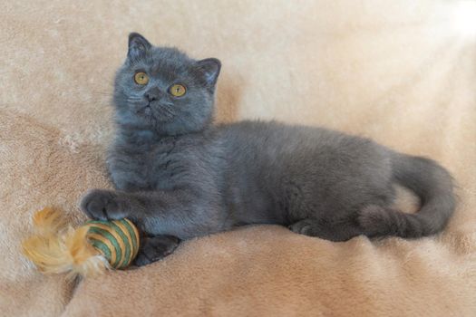 Grey Scottish kitten on a beige background the plush playing with a toy.