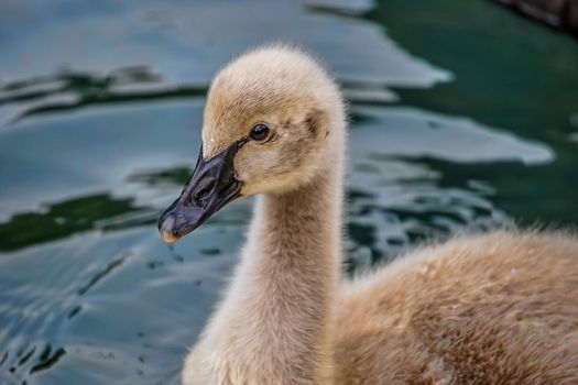 fluffy gray Swan chick on the background of the water surface.