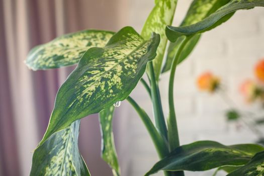 A drop hangs on a leaf of a houseplant Dieffenbachia