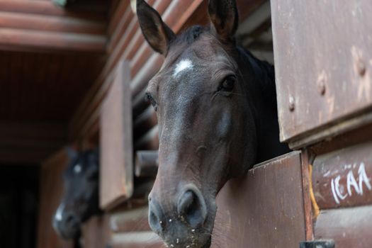 Two horse Looks through window wooden door stable waiting for ride regular morning training