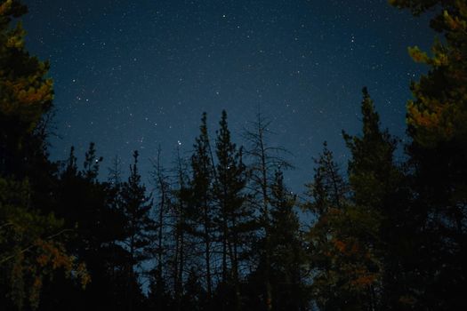 Milky Way rises over the pine trees on a foreground Star night over woodland background