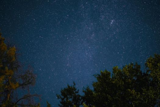 Milky Way rises over the pine trees on a foreground Star night over woodland background