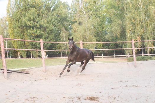 Horse regular training running circle arena. Summer sunny morning. Beautiful brown equine enjoy run on sand with dust