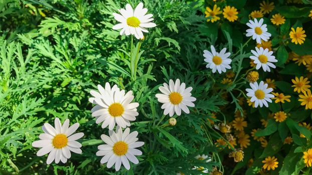 White Argyranthemum frutescens or Paris daisy marguerite