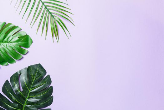 Green flat lay tropical Monstera leaves isolated on a purple background. Palm jungle is exotic