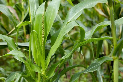 Corn flowers in garden. Young corn field at agriculture farm.